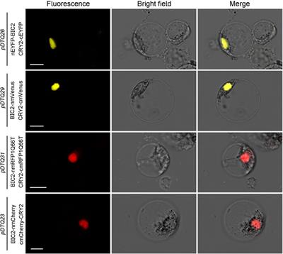 Dual-transgenic BiFC vector systems for protein-protein interaction analysis in plants